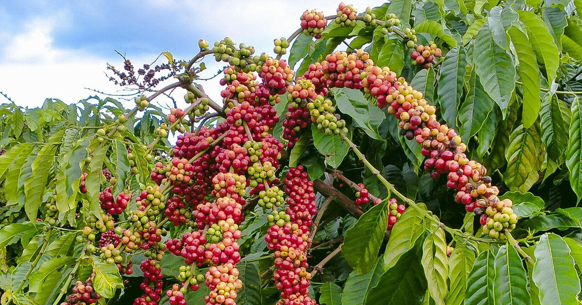 Mùa Cà phê chín đỏ